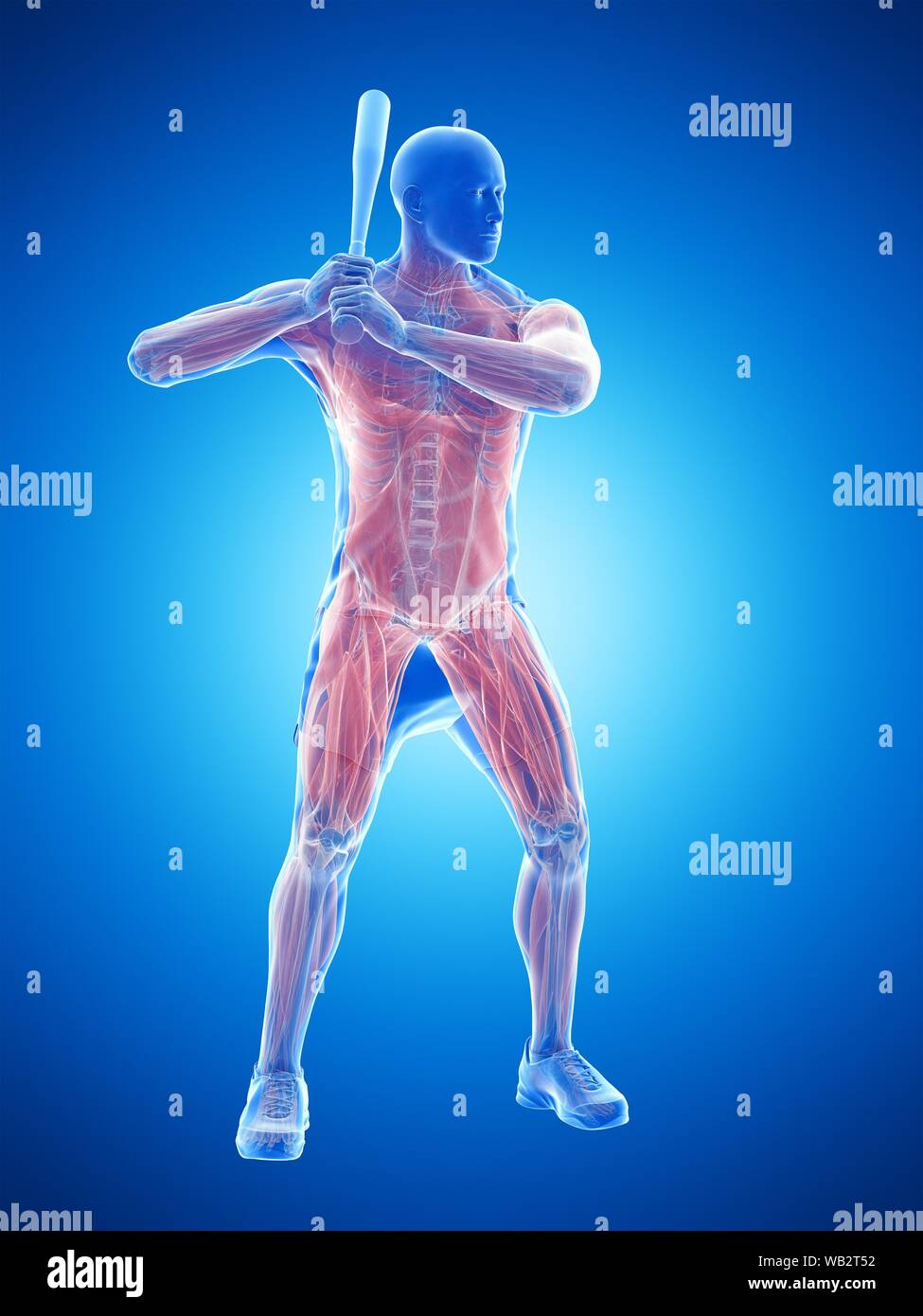 Baseball player's muscles, computer illustration. Stock Photo