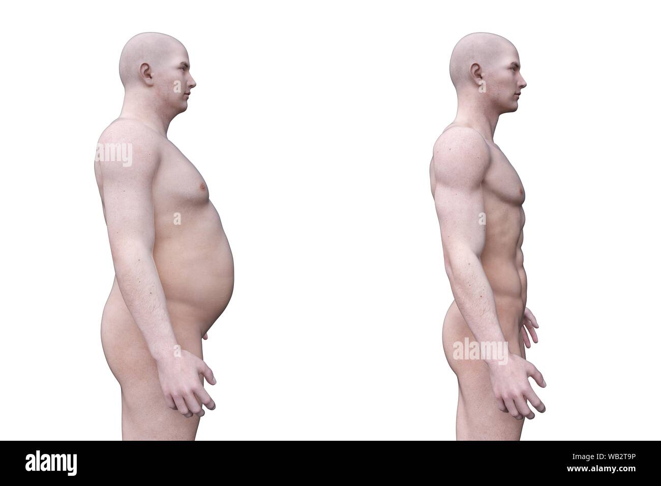 Comparison of a fit and obese male, computer illustration. Stock Photo