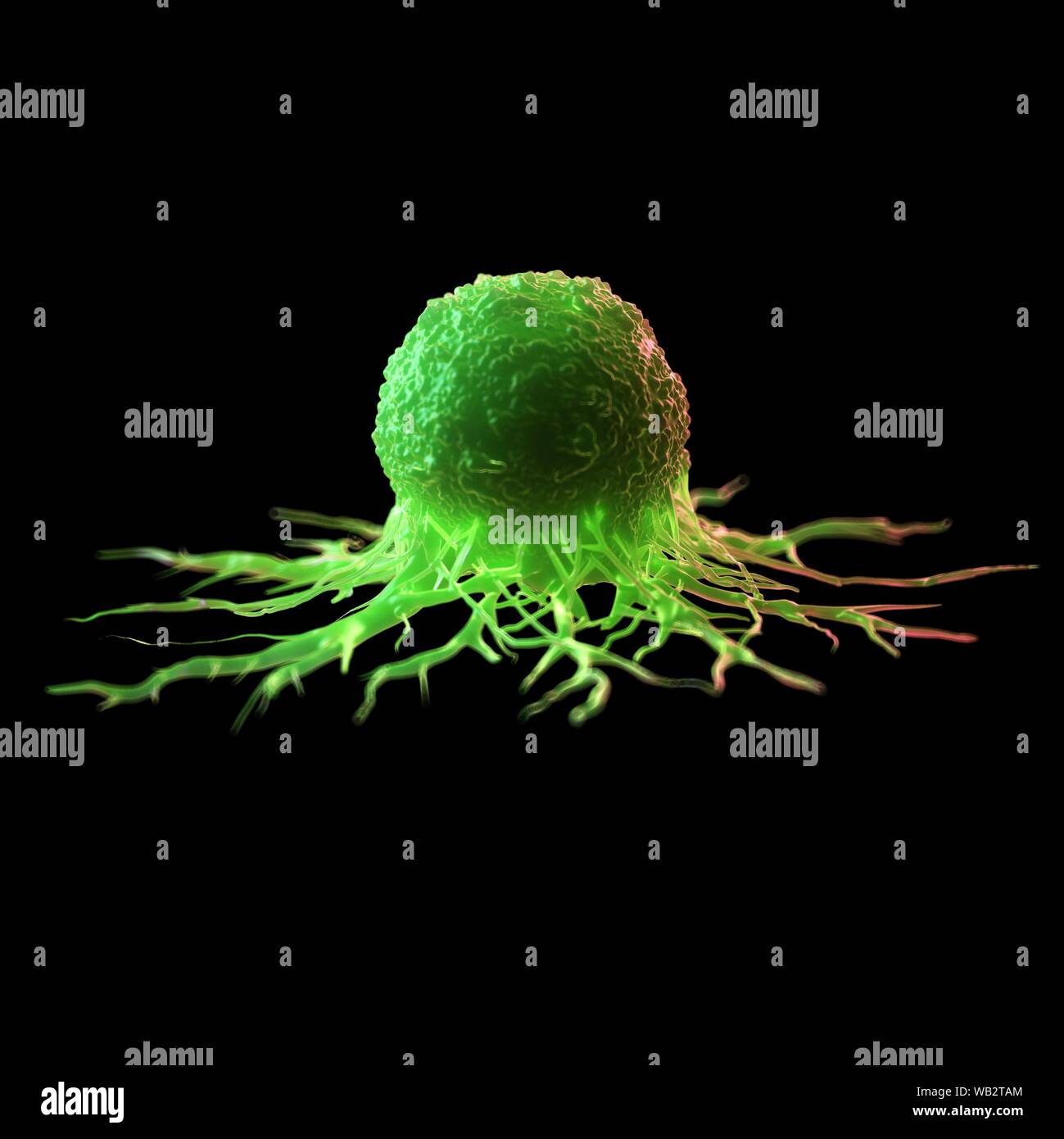 Cancer cell, computer illustration Stock Photo - Alamy