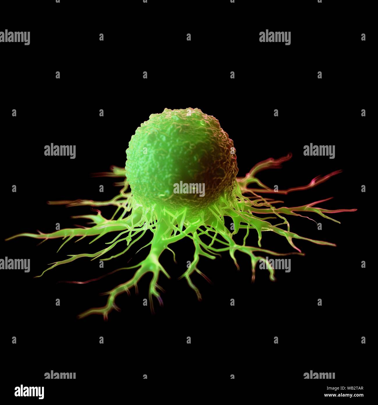Cancer cell, computer illustration Stock Photo - Alamy