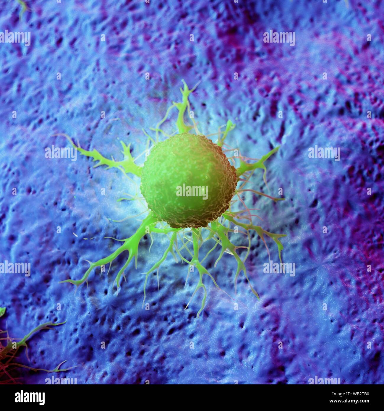 Cancer cells, computer illustration Stock Photo - Alamy