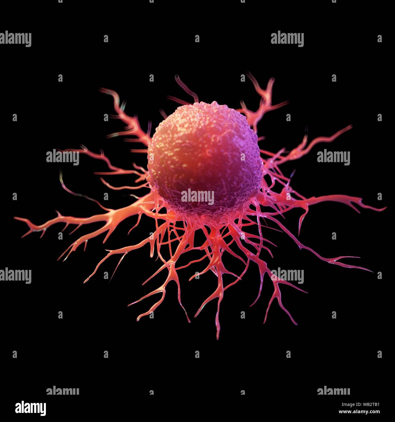 Cancer cell, computer illustration Stock Photo - Alamy