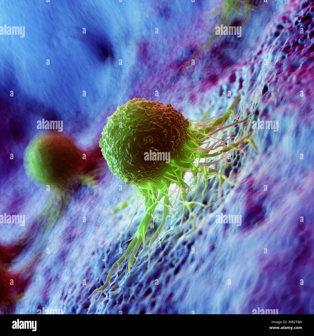 Cancer cells, computer illustration Stock Photo - Alamy