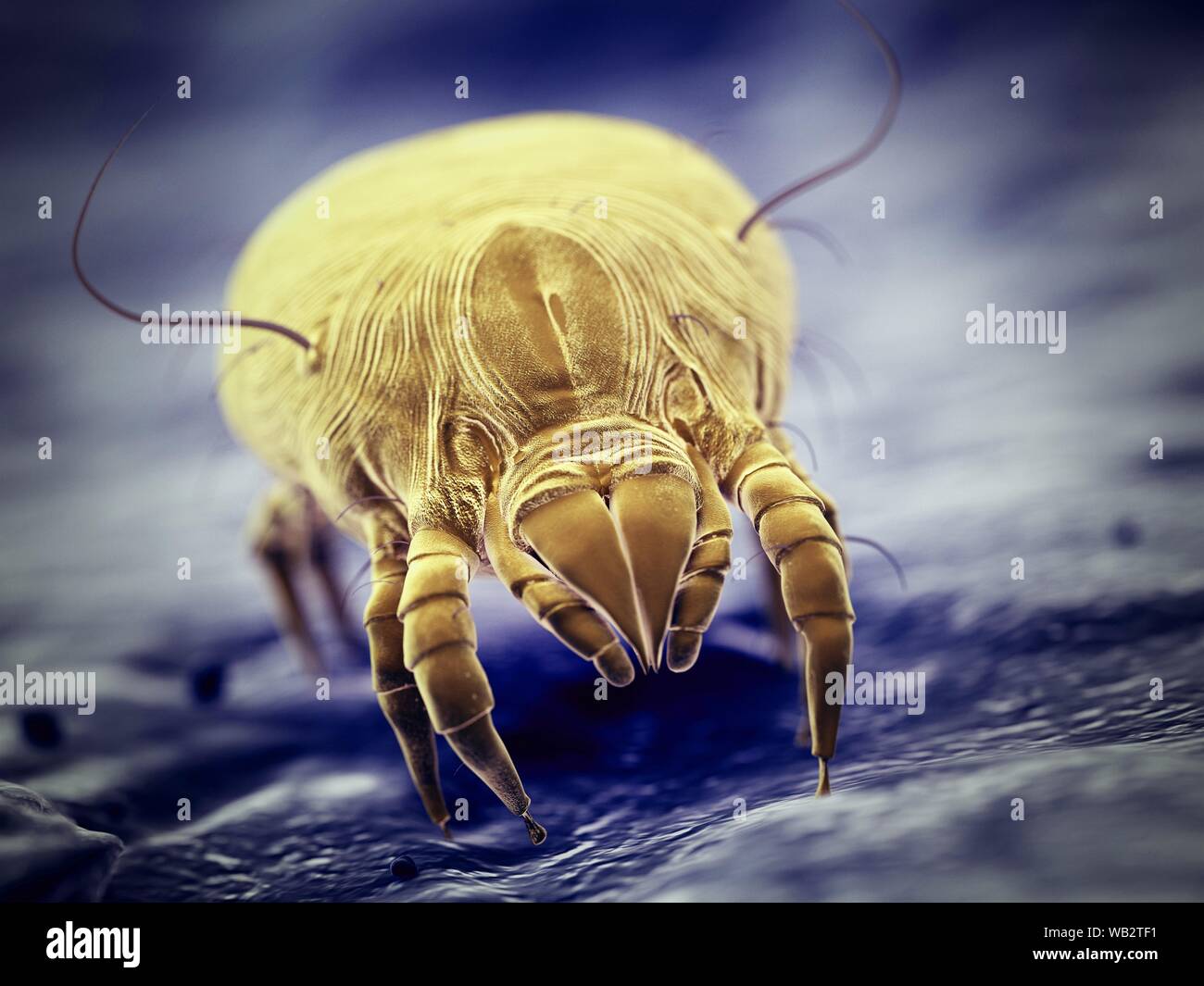 Dust mite, computer illustration Stock Photo Alamy