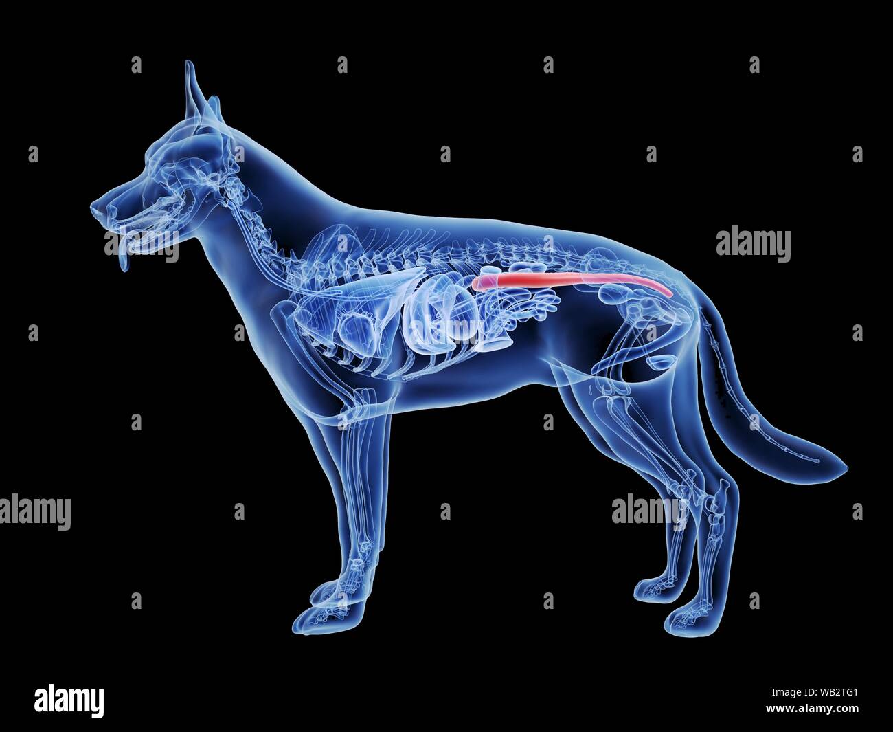 dog-large-intestine-computer-illustration-stock-photo-alamy