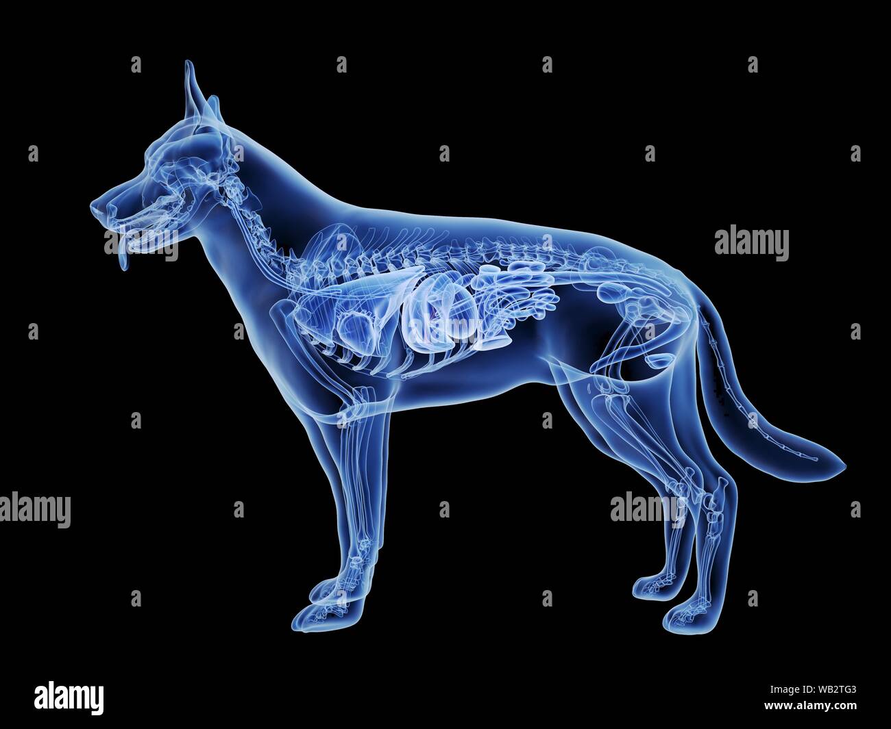 Dog gallbladder, computer illustration Stock Photo - Alamy