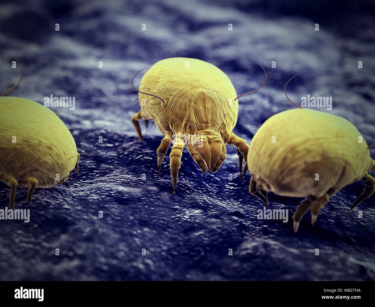 Dust mites, computer illustration Stock Photo Alamy