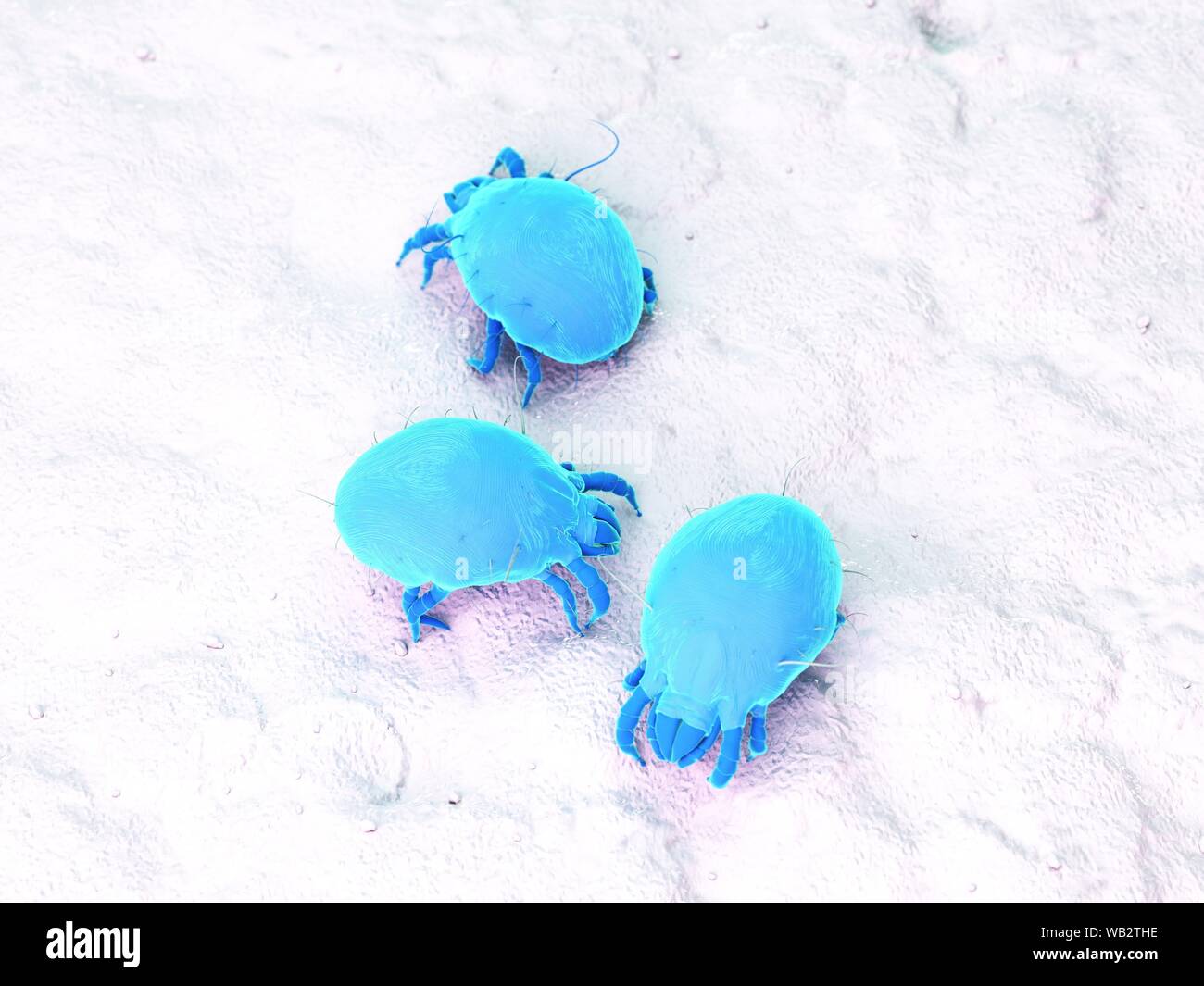Dust mites, computer illustration Stock Photo Alamy