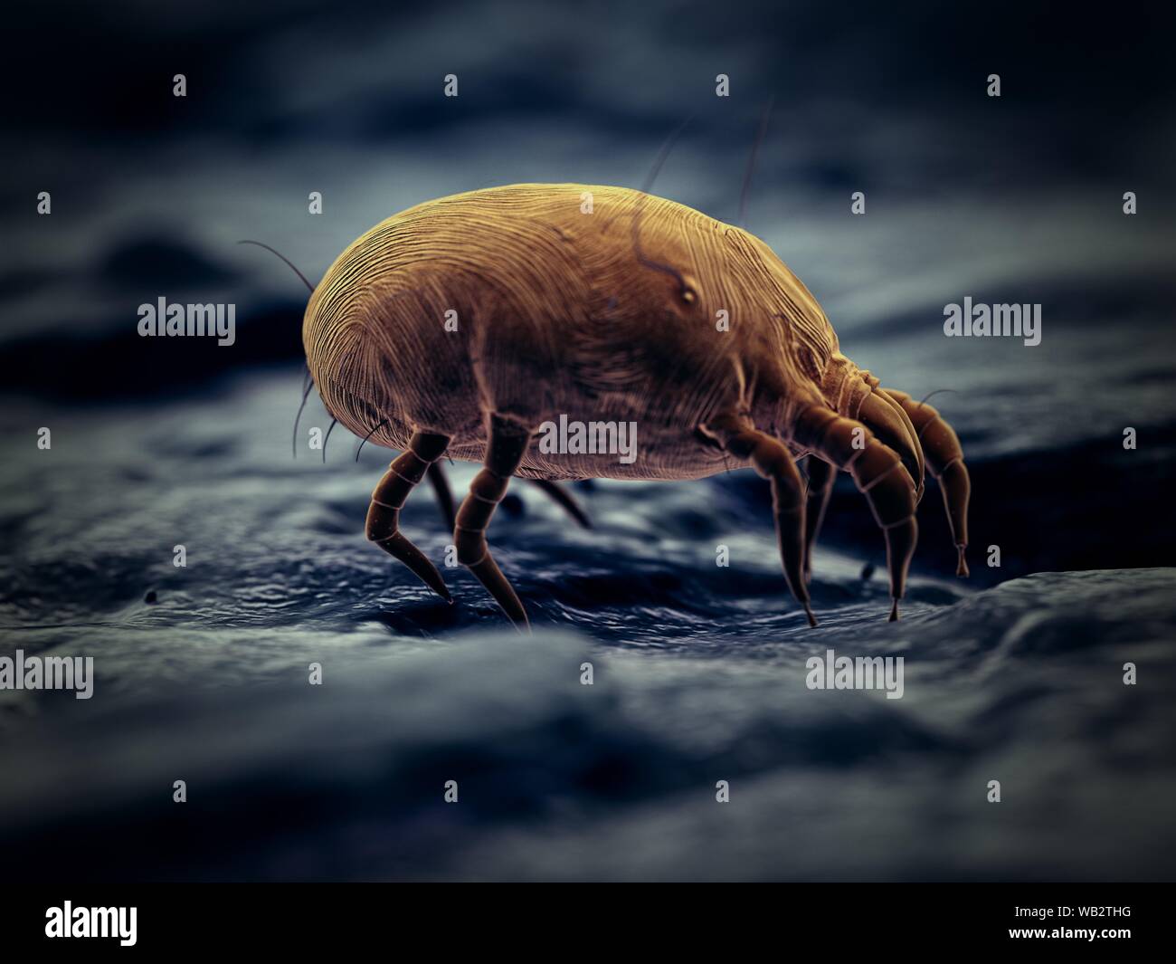 Dust mite, computer illustration Stock Photo Alamy