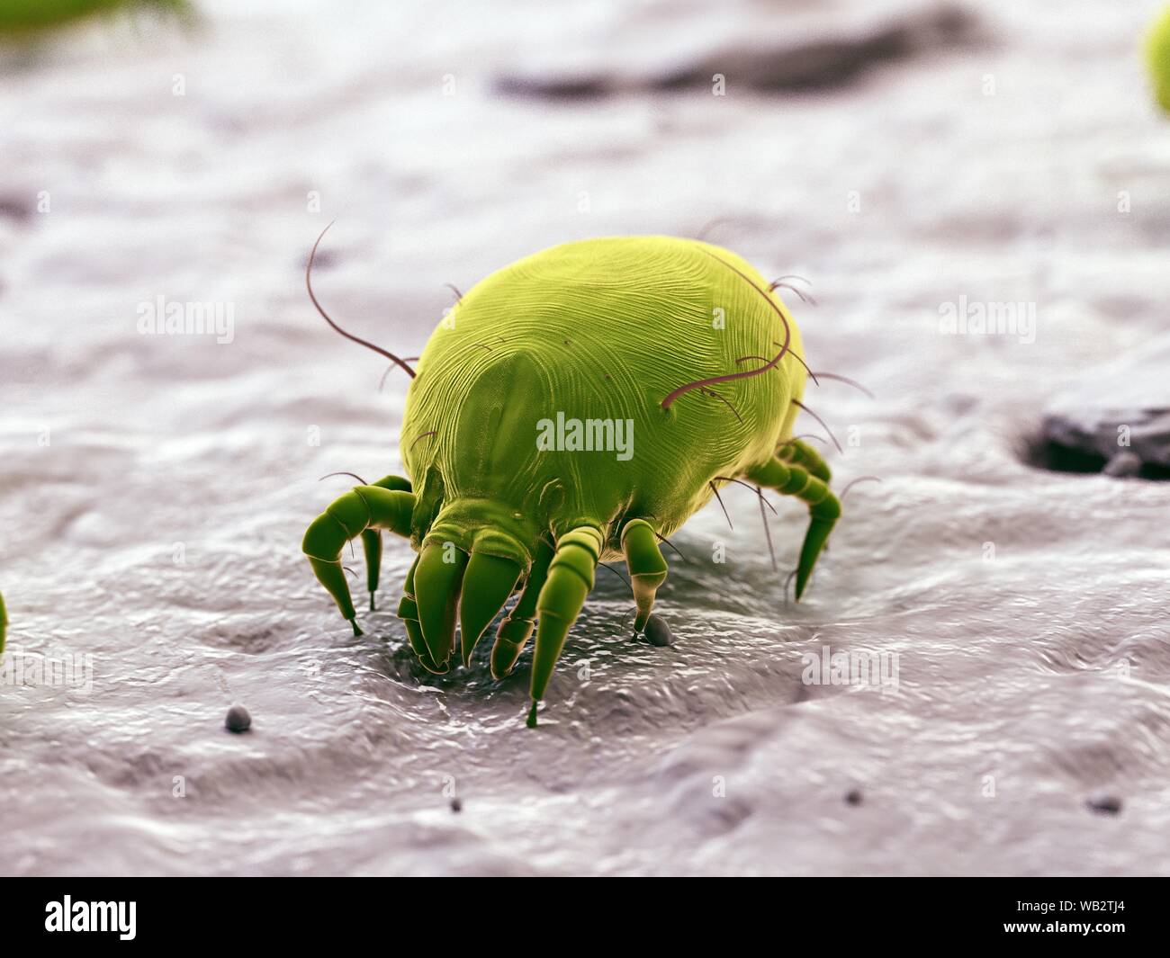 Dust mite, computer illustration Stock Photo Alamy