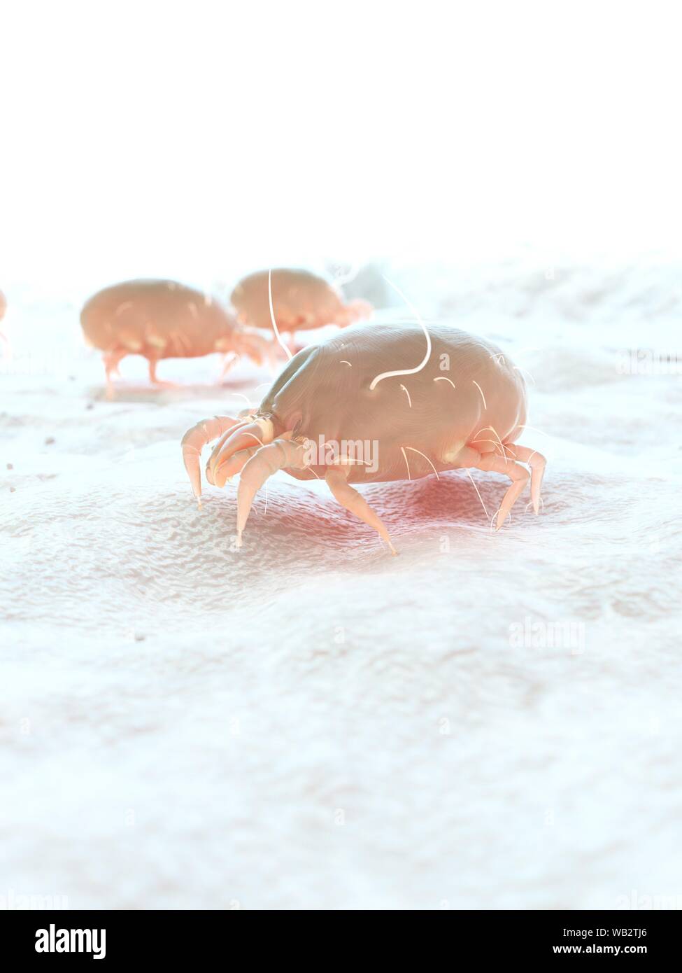 Dust mites, computer illustration Stock Photo Alamy