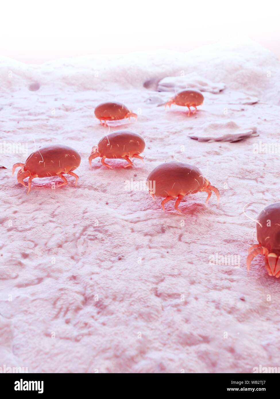 Dust mites, computer illustration Stock Photo Alamy