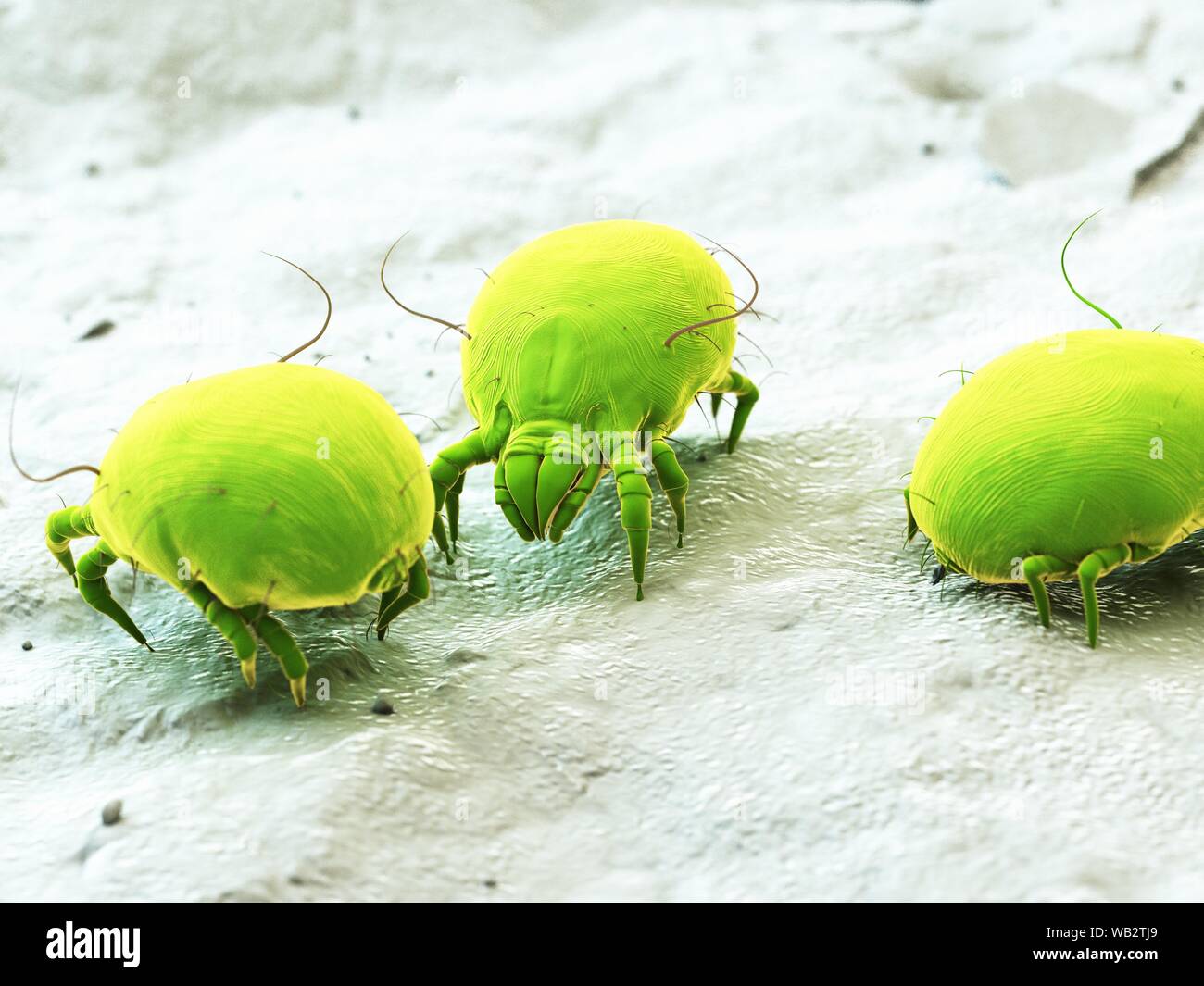 Dust mites, computer illustration Stock Photo Alamy
