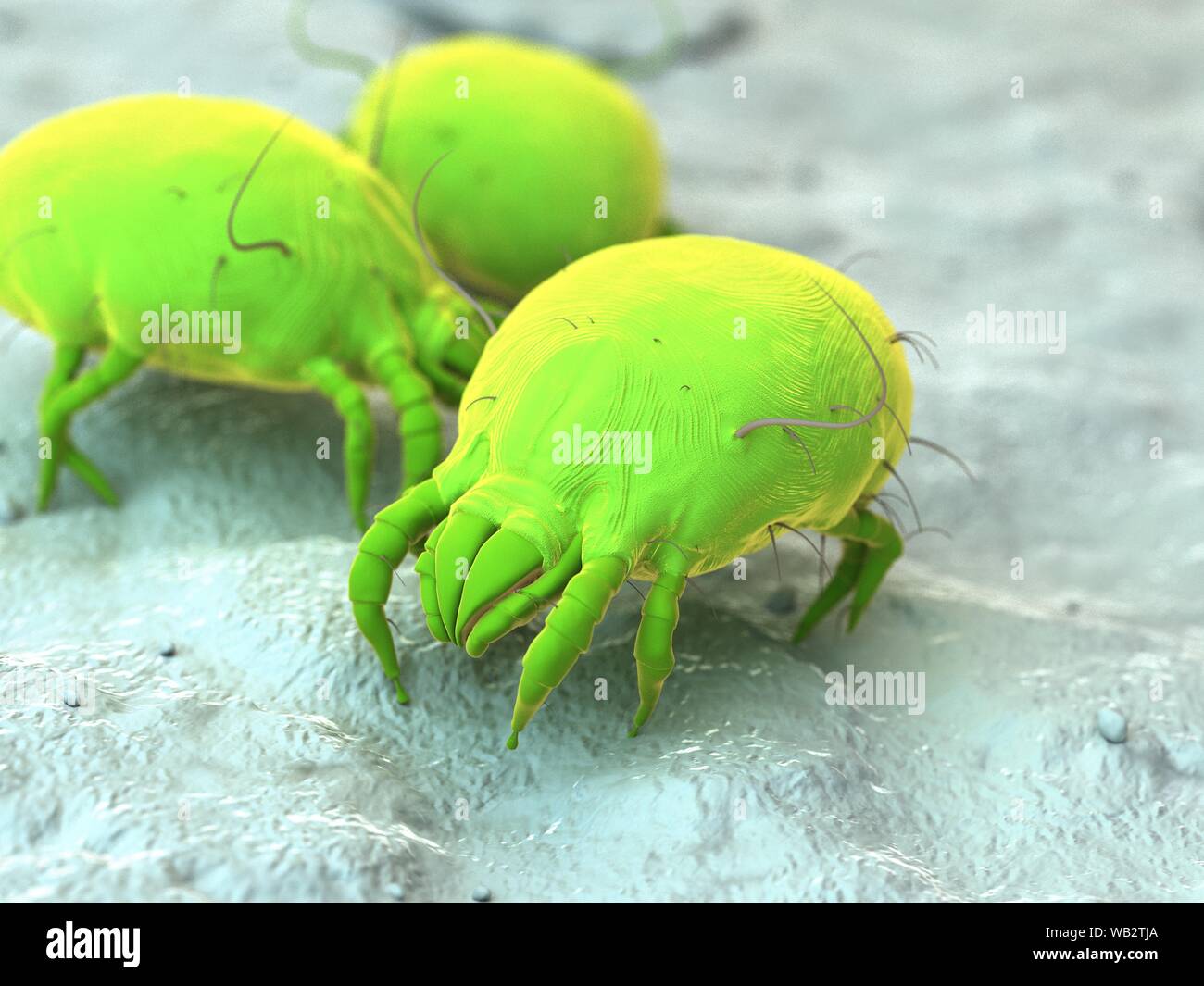 Dust mites, computer illustration Stock Photo Alamy