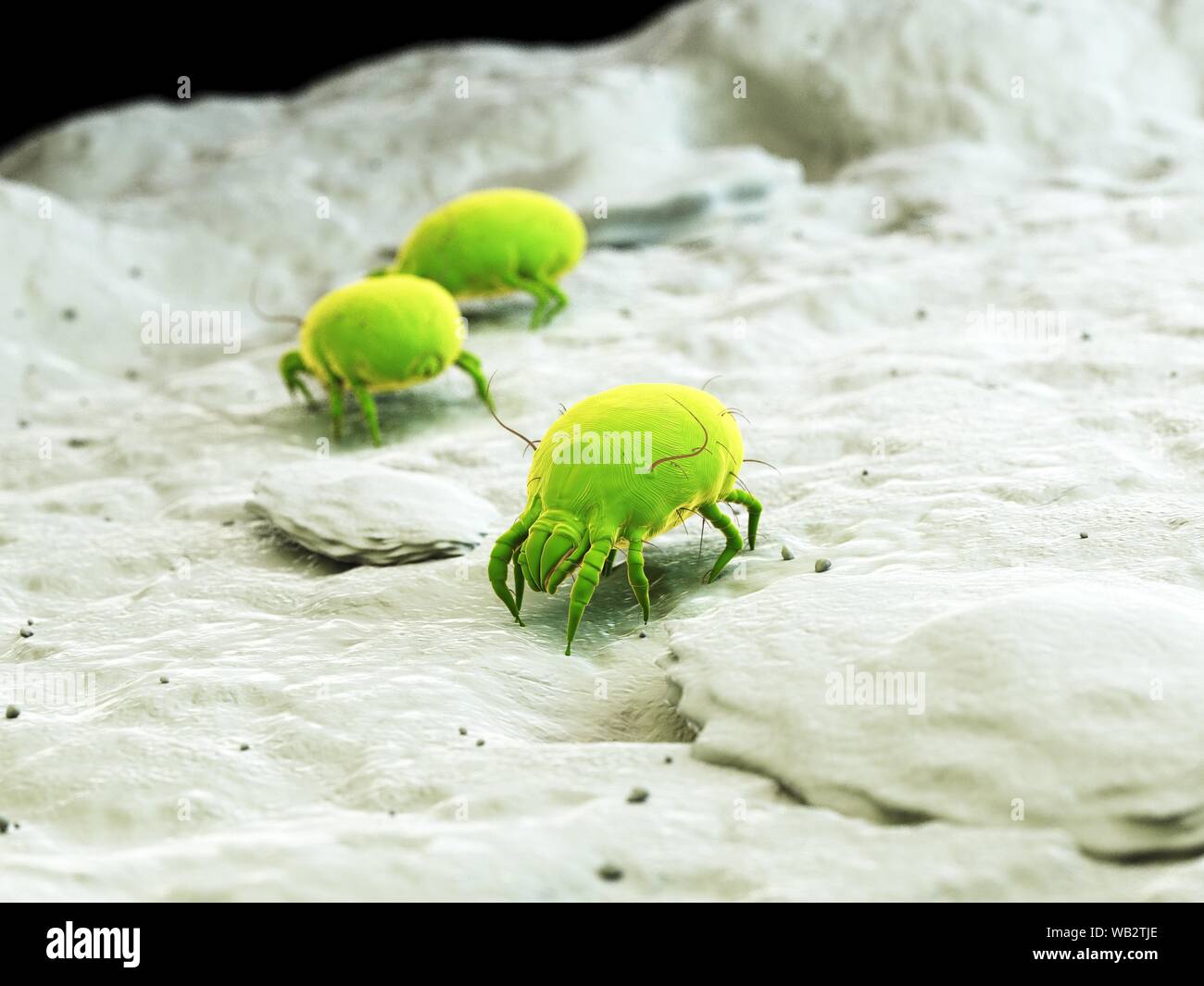 Dust mites, computer illustration Stock Photo Alamy