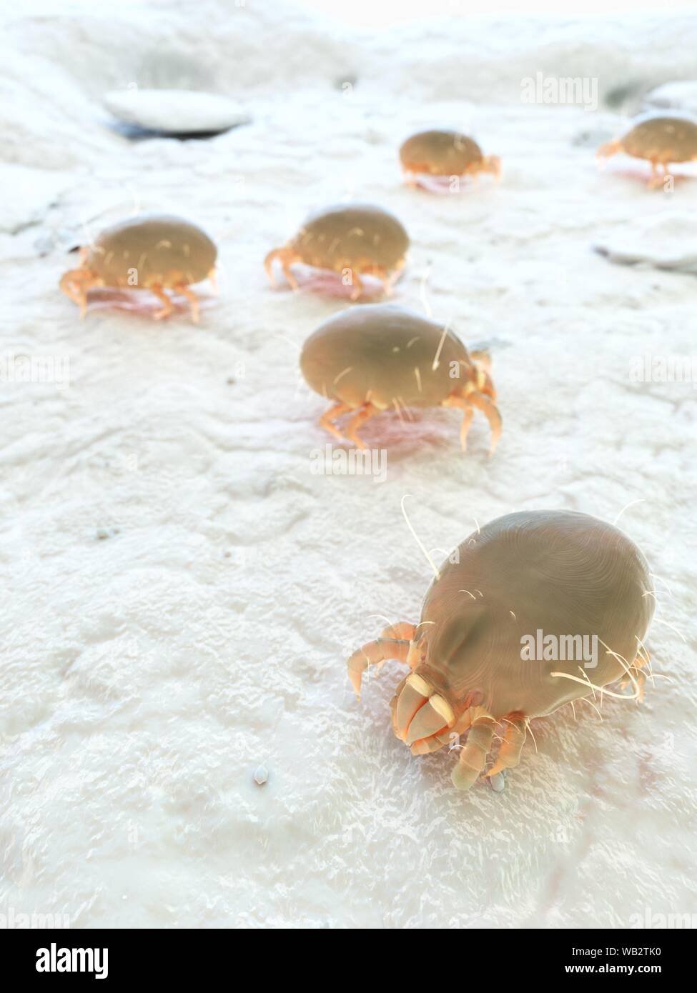 Dust mites, computer illustration Stock Photo Alamy