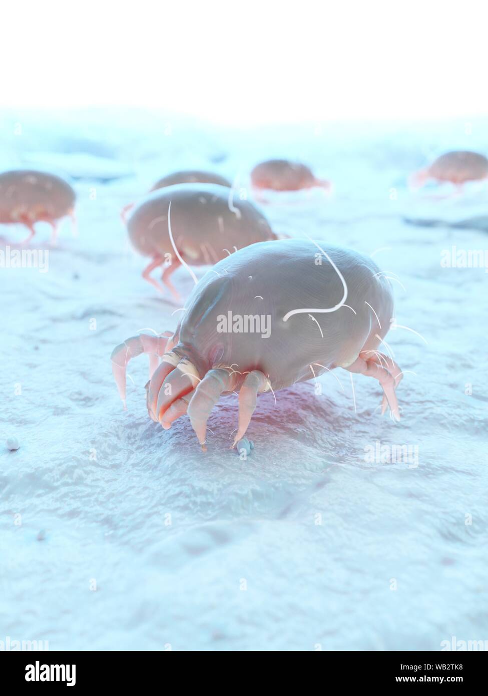 Dust mites, computer illustration Stock Photo Alamy