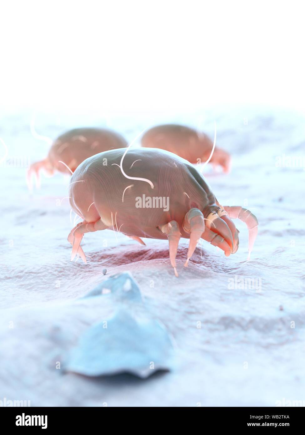 Dust mites, computer illustration Stock Photo Alamy
