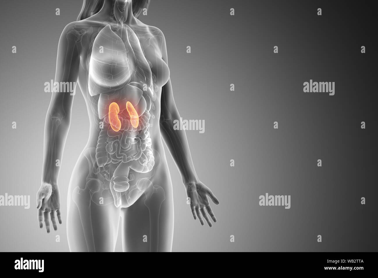 Kidney Desktop Kidneys, computer illustration Stock Photo - Alamy