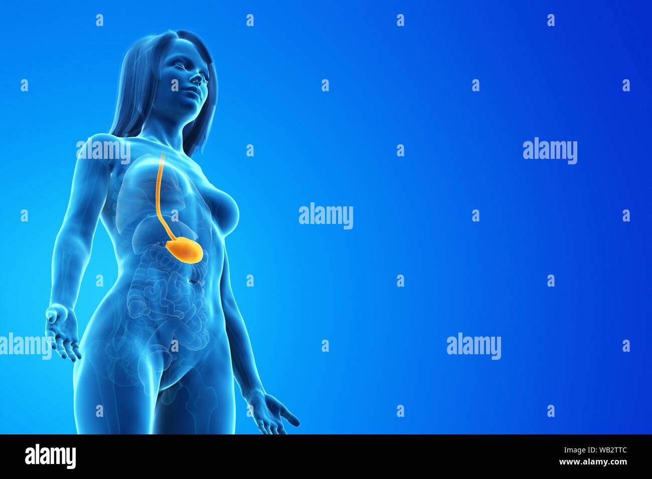 Stomach, computer illustration. Stock Photo