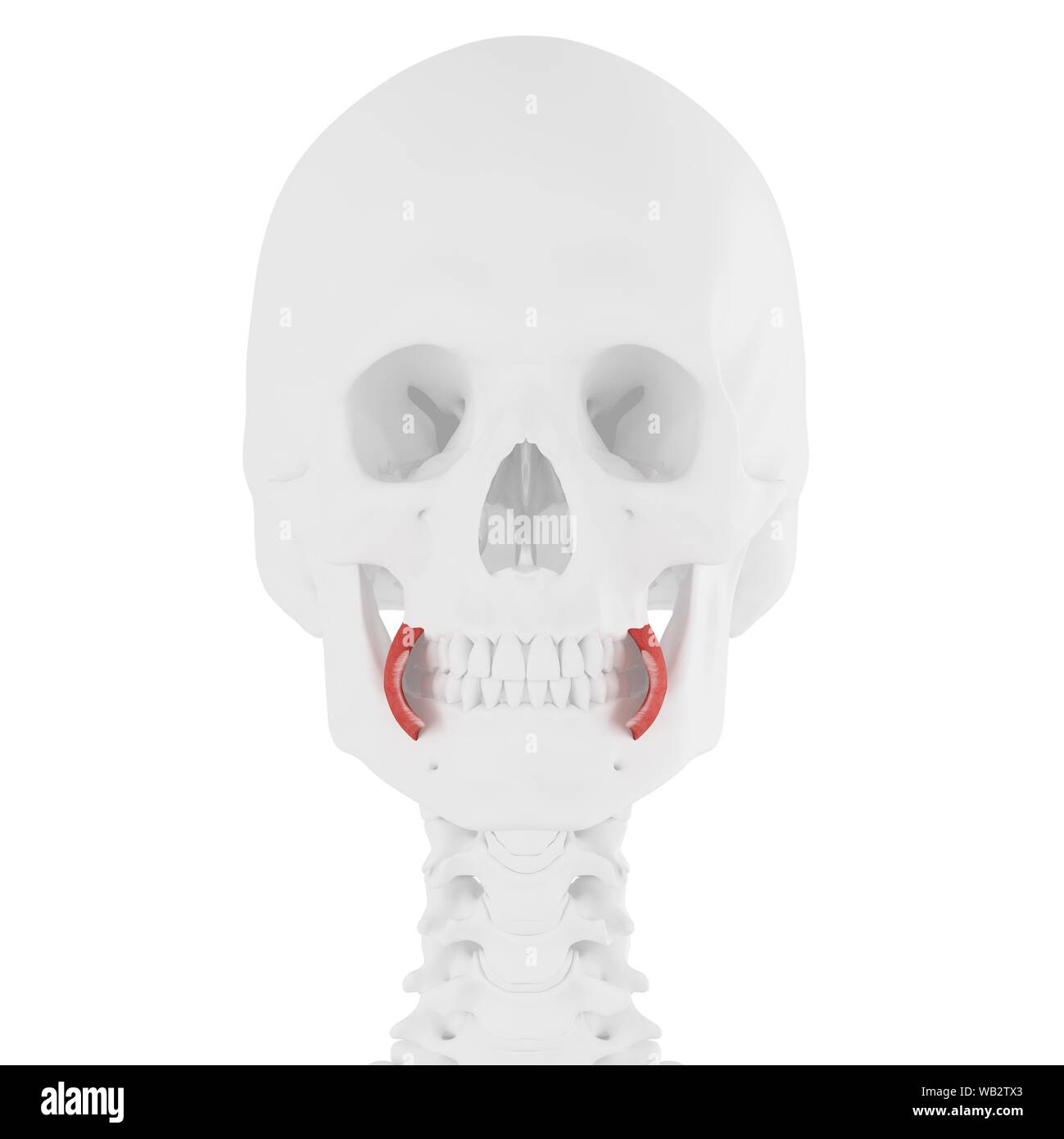 Buccinator muscle, computer illustration Stock Photo - Alamy