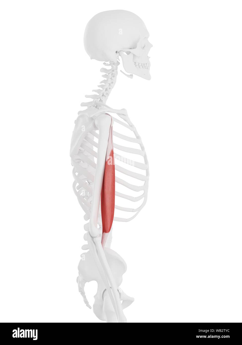 Biceps brachii muscle, computer illustration Stock Photo Alamy