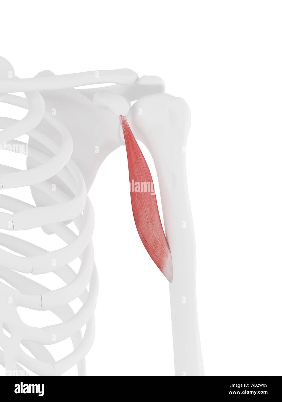 Coracobrachialis muscle, computer illustration Stock Photo - Alamy