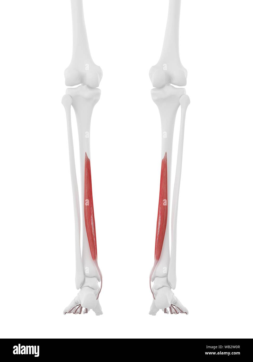 Flexor Digitorum Longus High Resolution Stock Photography and Images