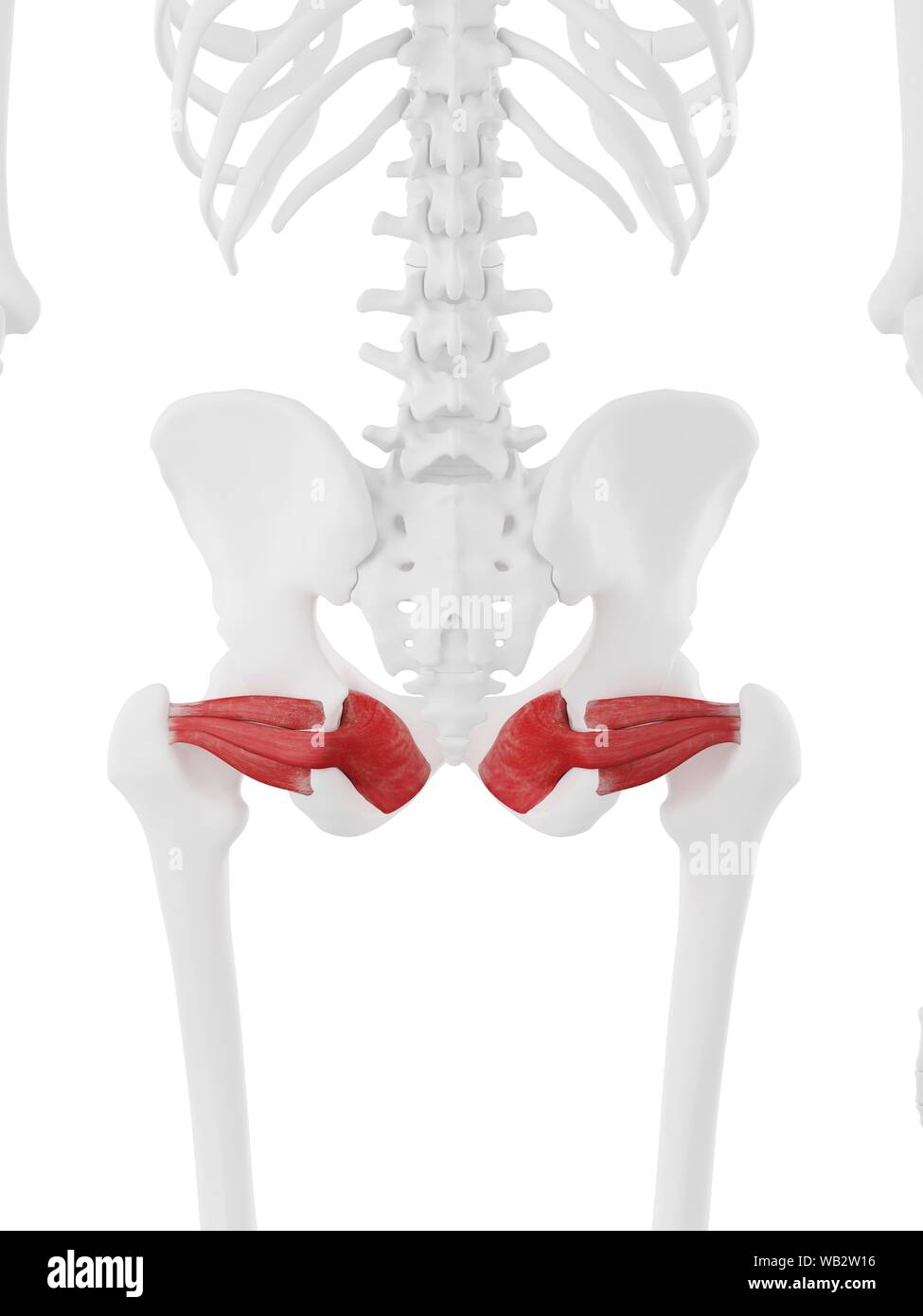 Gemellus muscles, computer illustration Stock Photo Alamy