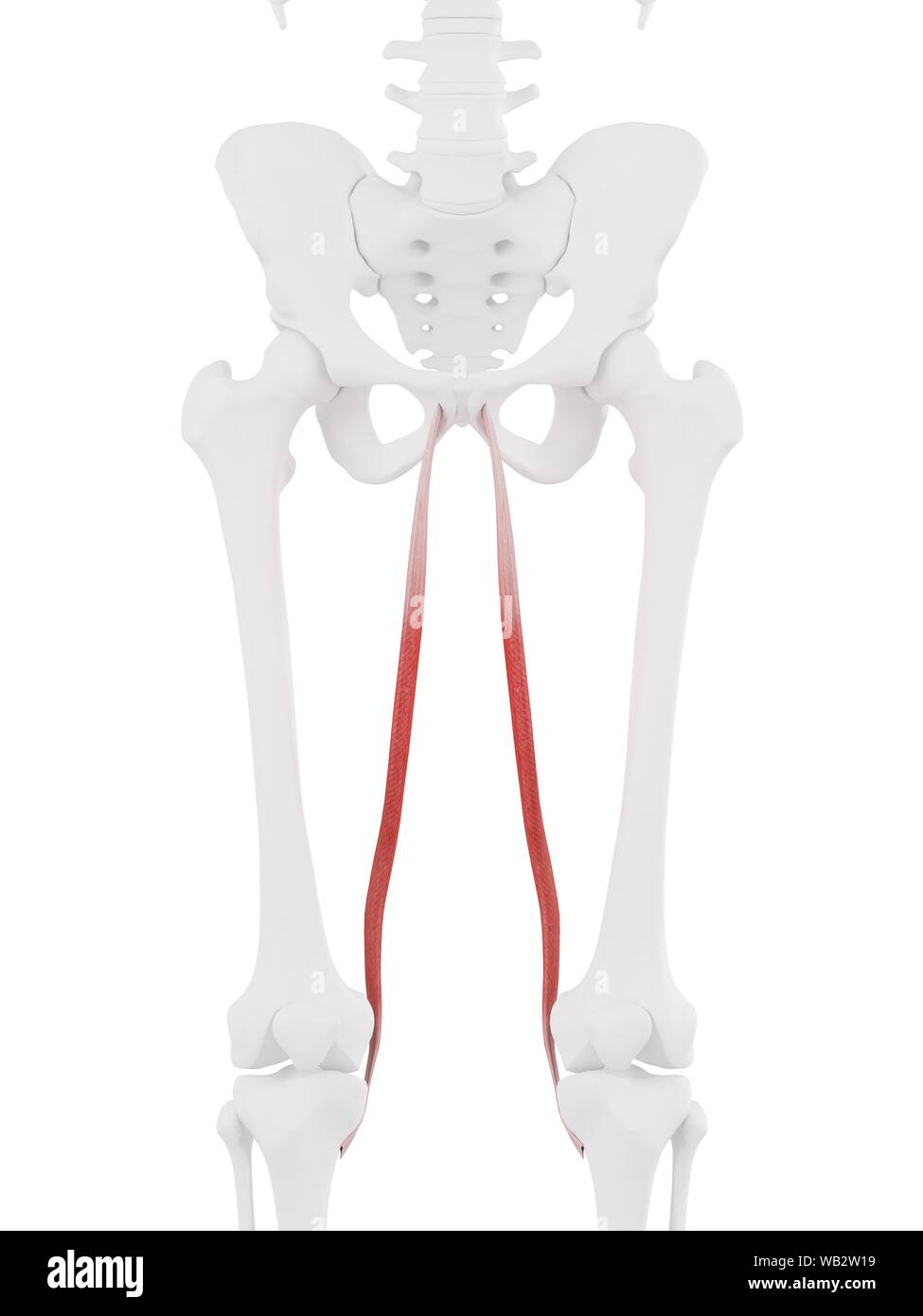 Gracilis Muscle Stock Photos & Gracilis Muscle Stock Images - Alamy