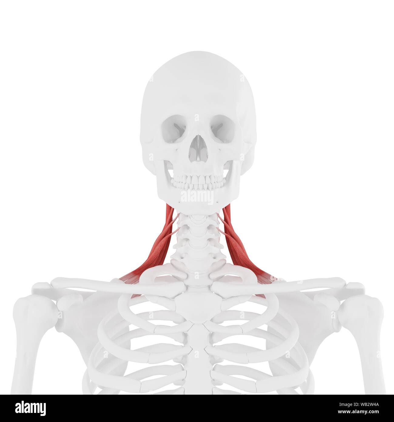 Levator scapularis muscle, computer illustration Stock Photo - Alamy