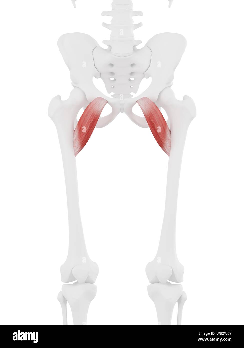 Pectineus muscle, computer illustration Stock Photo Alamy