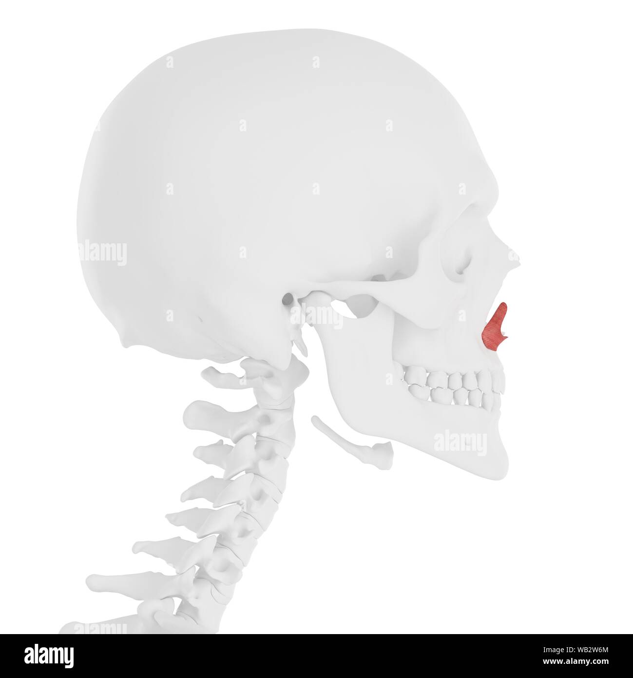 Nasalis alar muscle, computer illustration Stock Photo Alamy