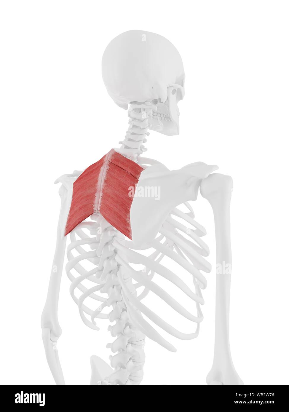 Rhomboid muscles, computer illustration Stock Photo - Alamy
