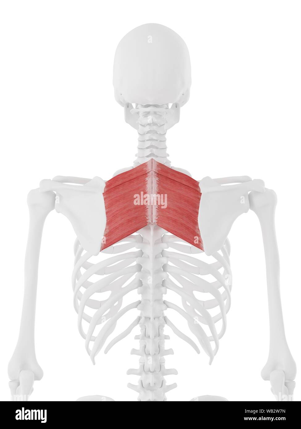 Rhomboid muscles, computer illustration Stock Photo - Alamy