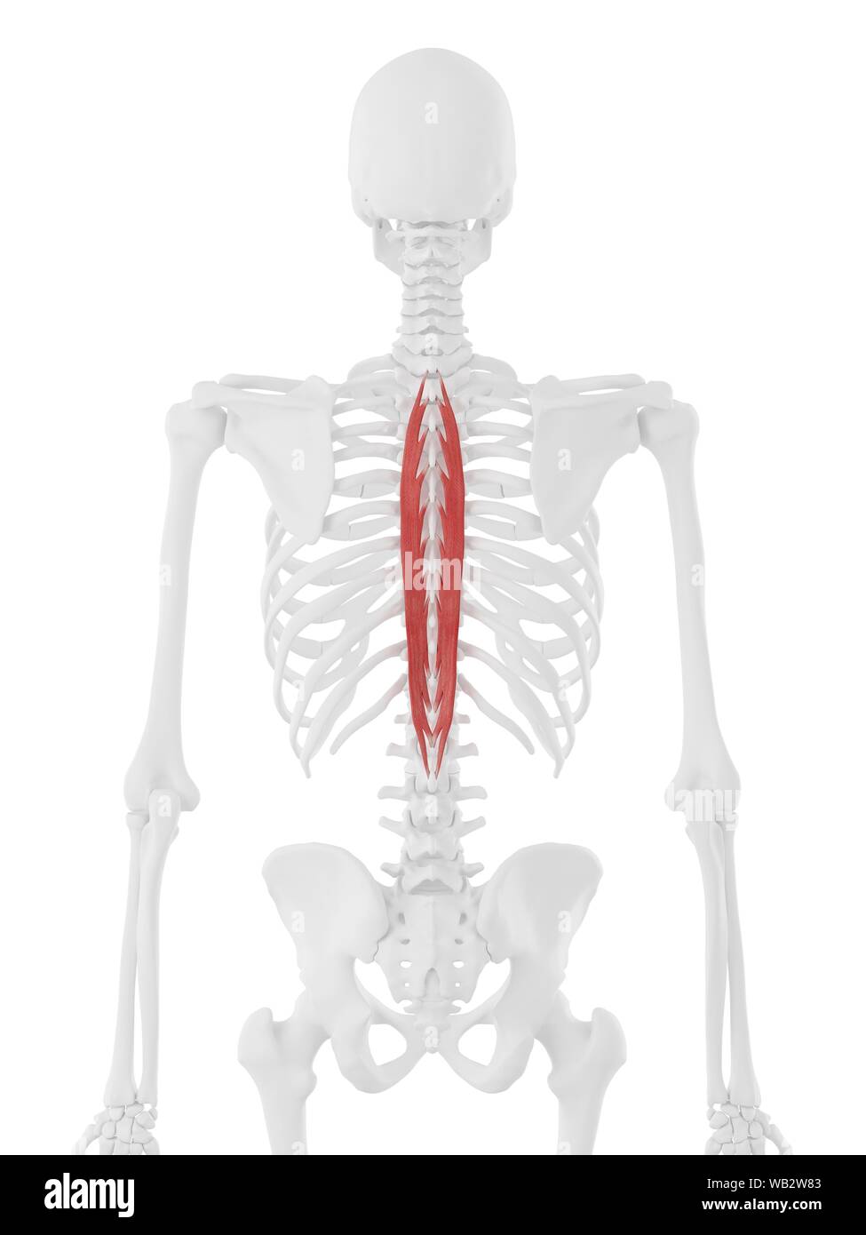Spinalis thoracis muscle, computer illustration. Stock Photo