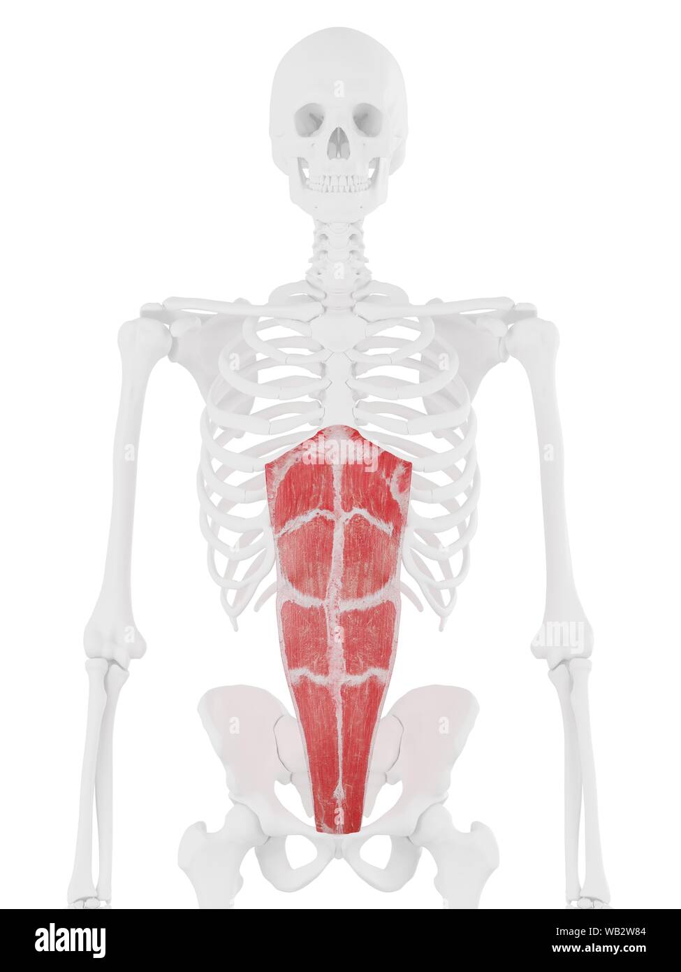 Rectus abdominis muscle, computer illustration Stock Photo - Alamy