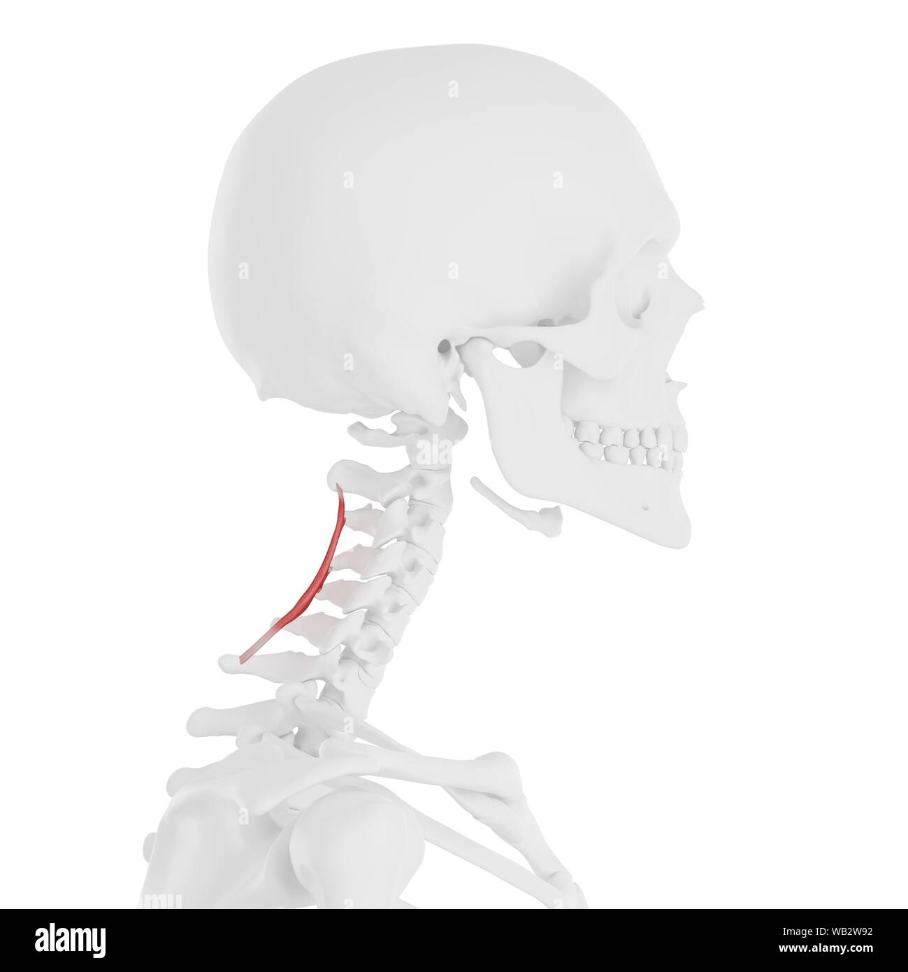 Spinalis cervicis muscle, computer illustration. Stock Photo