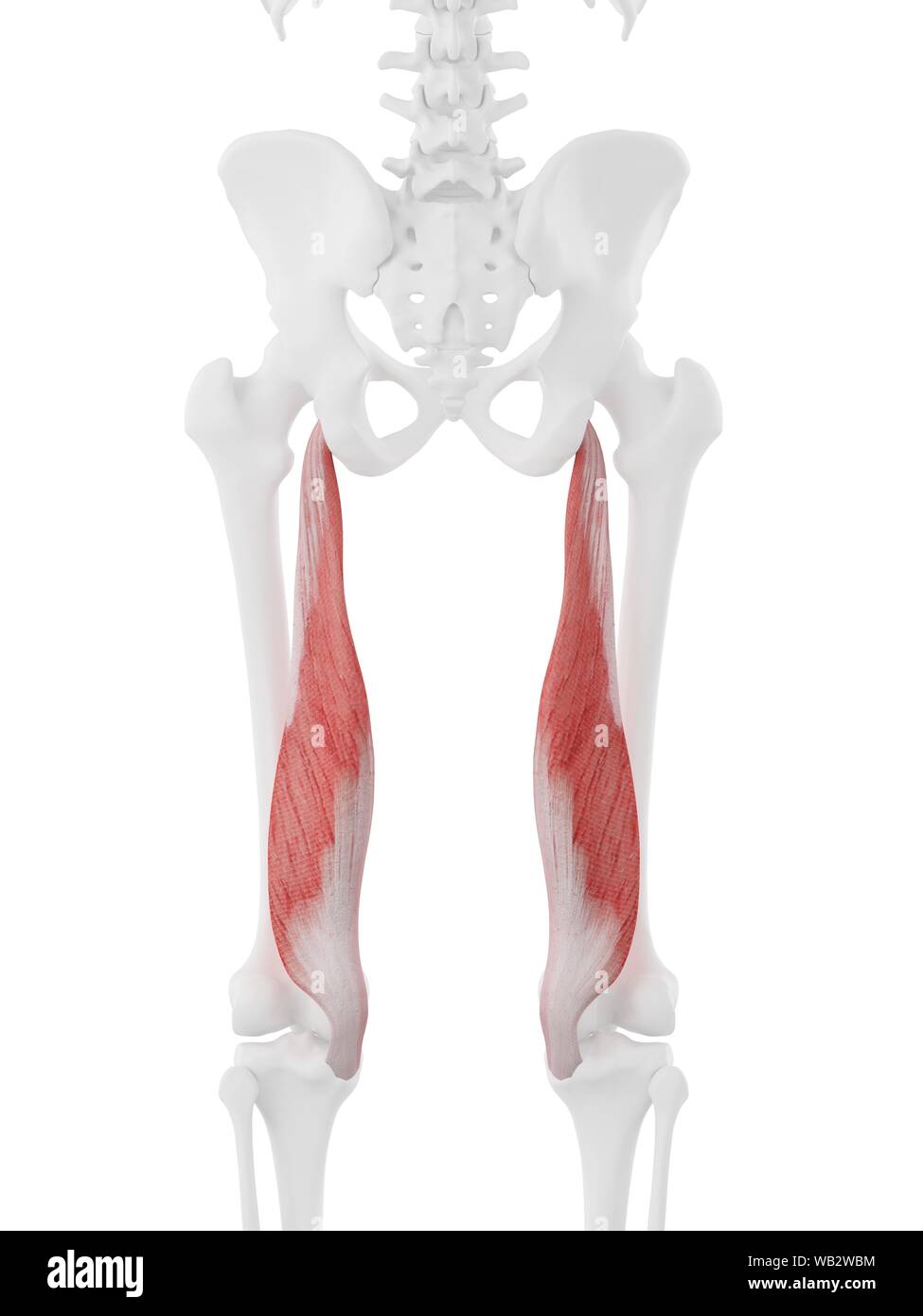 Semimembranosus muscle, computer illustration Stock Photo Alamy