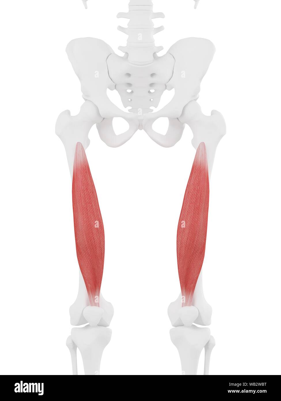 Vastus intermedius muscle, computer illustration. Stock Photo