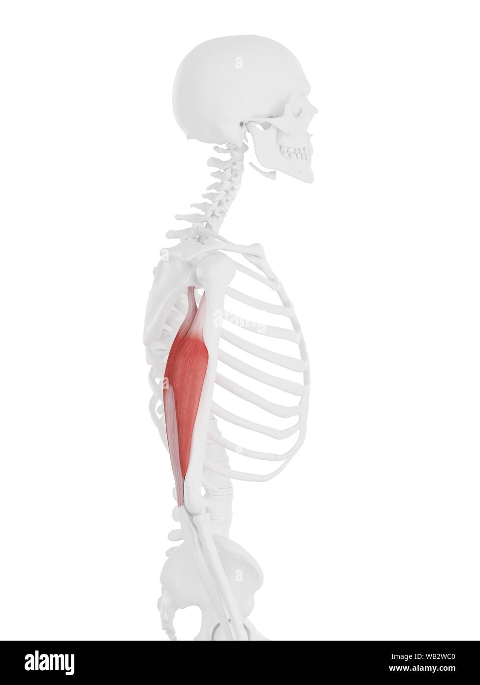 Triceps muscle, computer illustration Stock Photo - Alamy