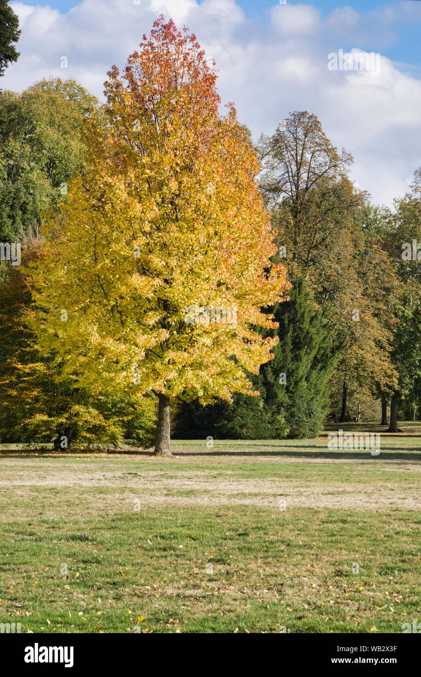 tree in the indian summer with blue sky and grass in front Stock Photo ...