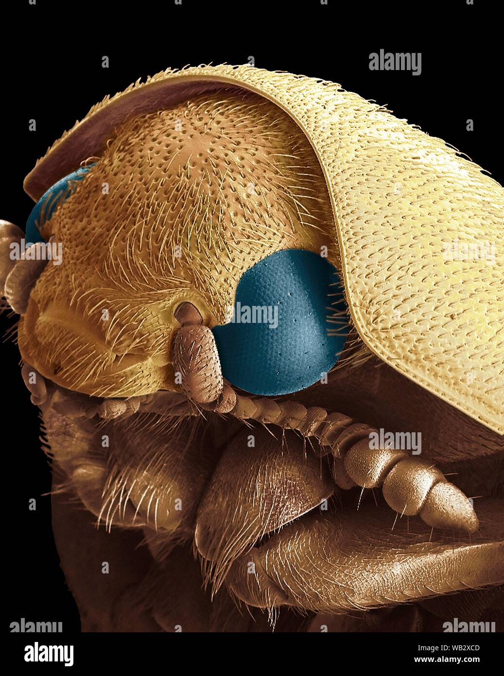 Dermestid beetle. Stock Photo