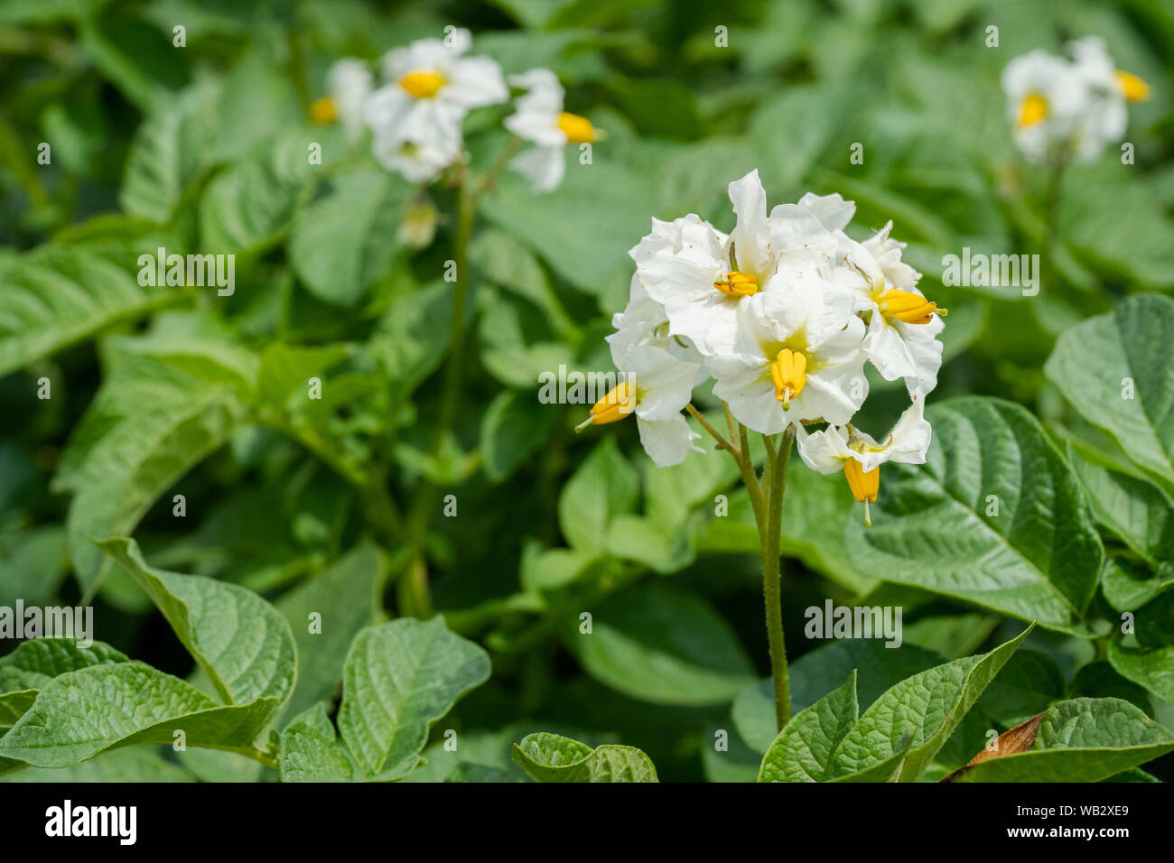 Flowering potato. Potato flowers blossom in sunlight grow in plant. White blooming potato flower