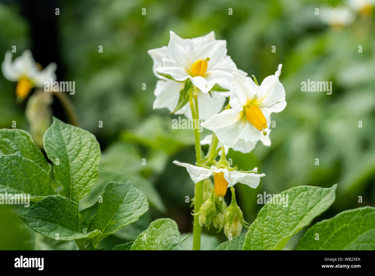 Flowering potato. Potato flowers blossom in sunlight grow in plant. White blooming  potato flower on farm field. Close up organic vegetable flowers blo Stock  Photo - Alamy