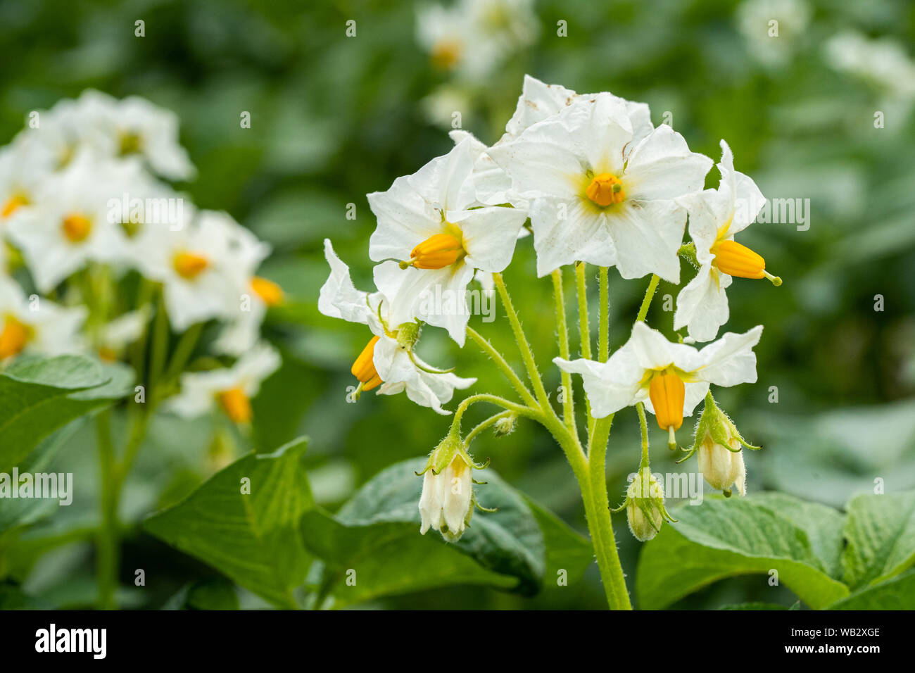 Month horse flower potato book. Цветок картофеля фото. Картофель на солнечном свете. Картофель паслен клубненосный. Month horse flower potato book.