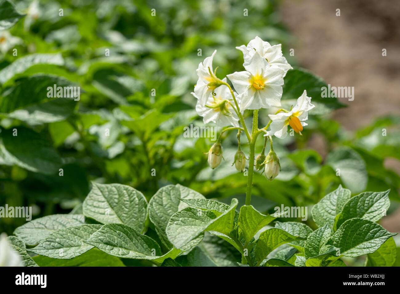 Цветок картофеля фото. Картофельные цветы. Цветок картофеля. Month horse flower potato book. Month horse flower potato book.