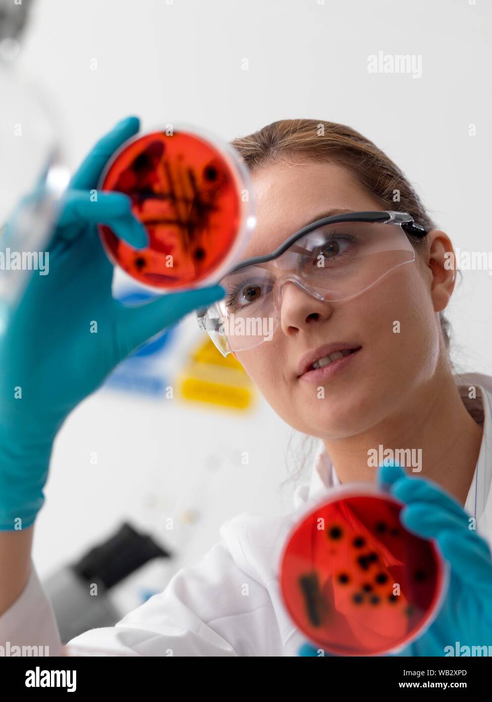 Microbiology research. Scientist viewing cultures growing in petri dishes. Stock Photo