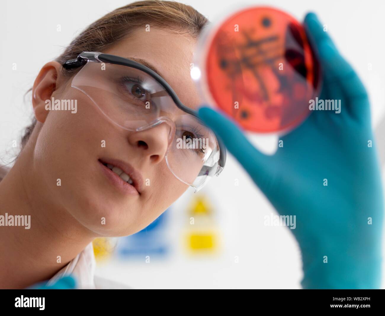 Microbiology research. Scientist viewing cultures growing in petri dishes. Stock Photo