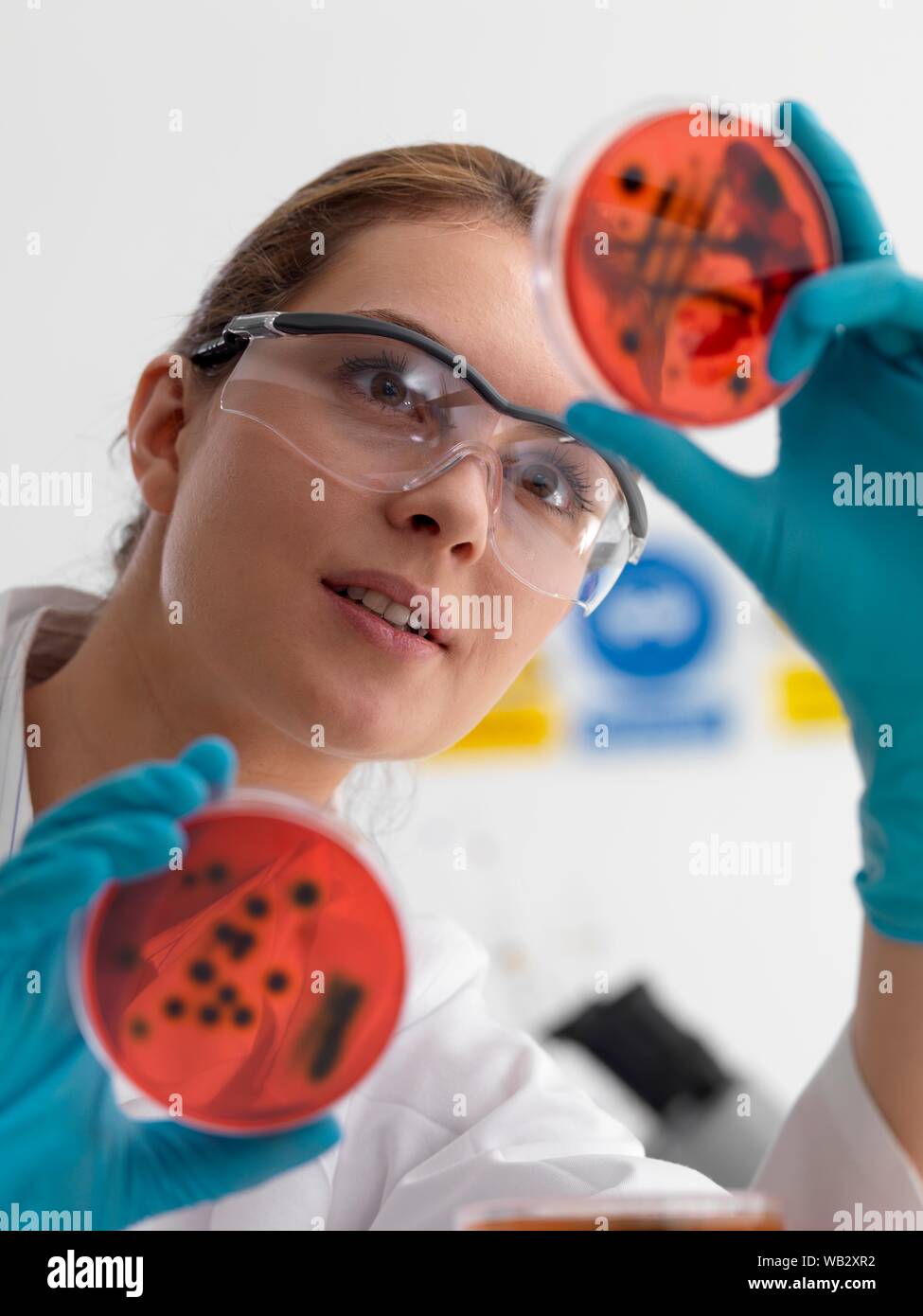 Microbiology research. Scientist viewing cultures growing in petri dishes. Stock Photo